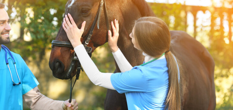 Veterinarians in uniform with beautiful brown horse outdoors