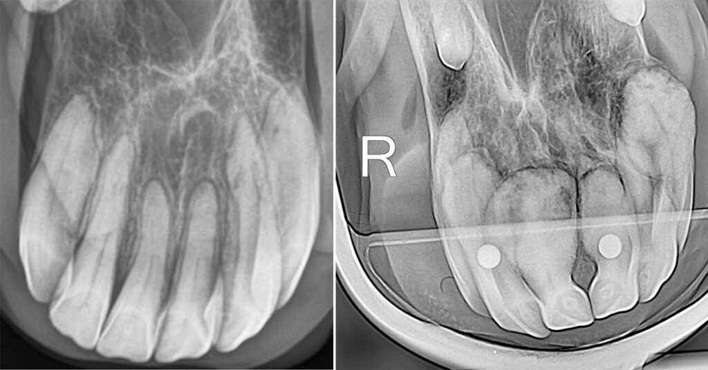 radiographs of horses with EOTRH