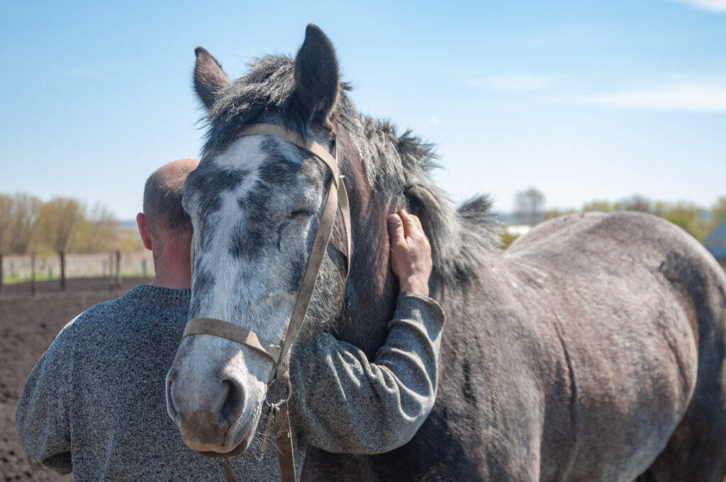 Grieving man, veterinarian hugs grey horse. 