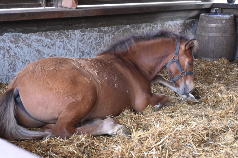 Photograph of brown colored horses inside their stable