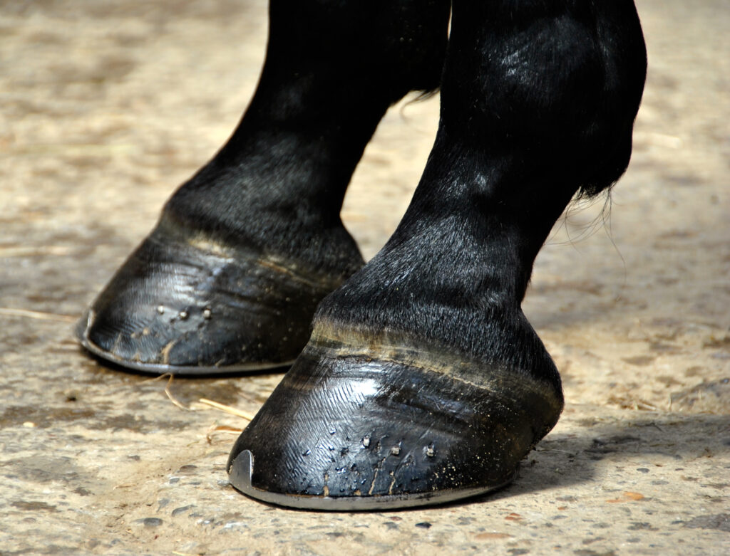 Horse hooves wearing shoes. 