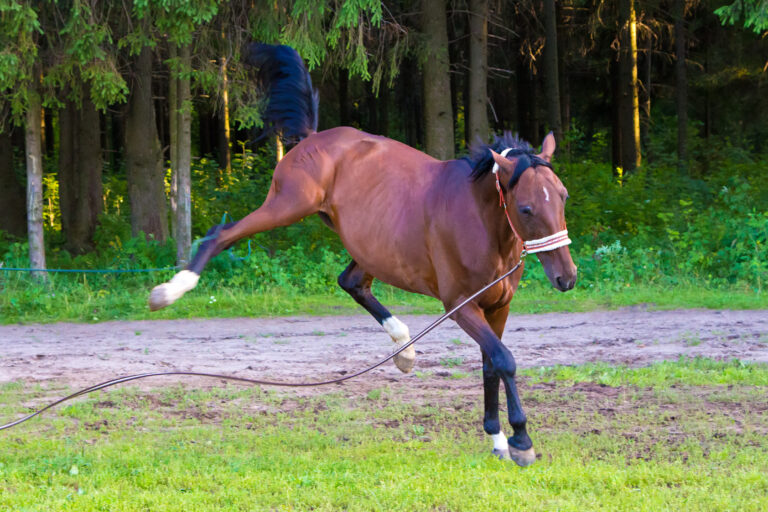 Brown stallion horse jumping