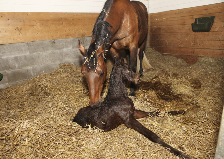 Mare and foal after birth