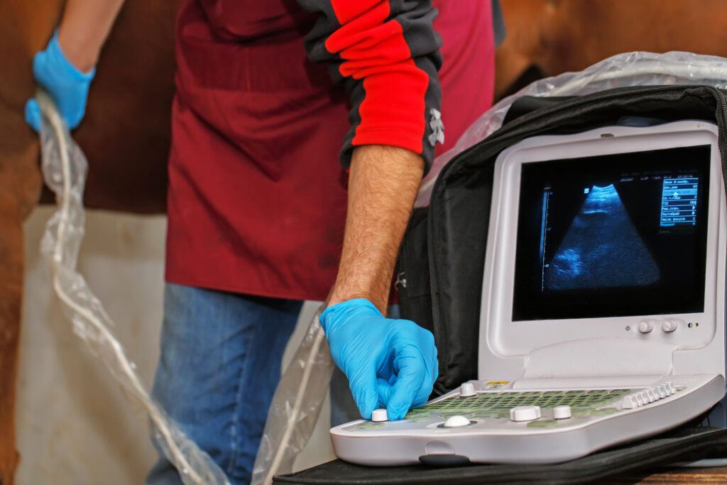 echocardiography of horse heart to identify lost guidewire following OTW technique. 