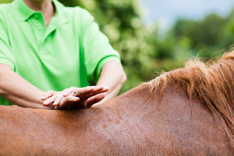 Veterinarian performing chiropractics at horse