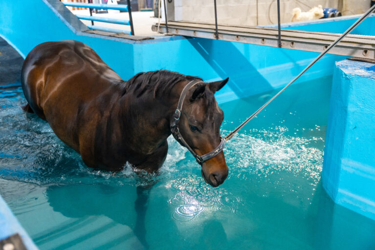 Horse during aqua therapy in a pool