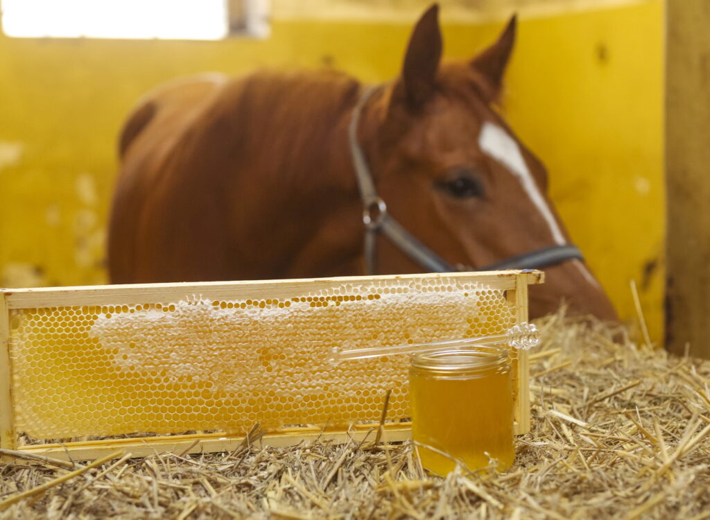 Horse with medicinal manuka honey