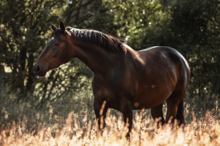 Warmblood on its pasture on a summer day