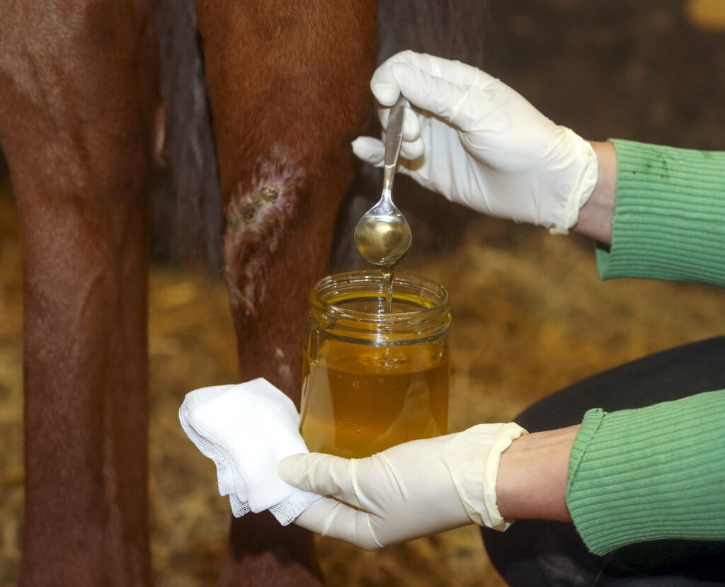 Horse wound being treated with manuka honey