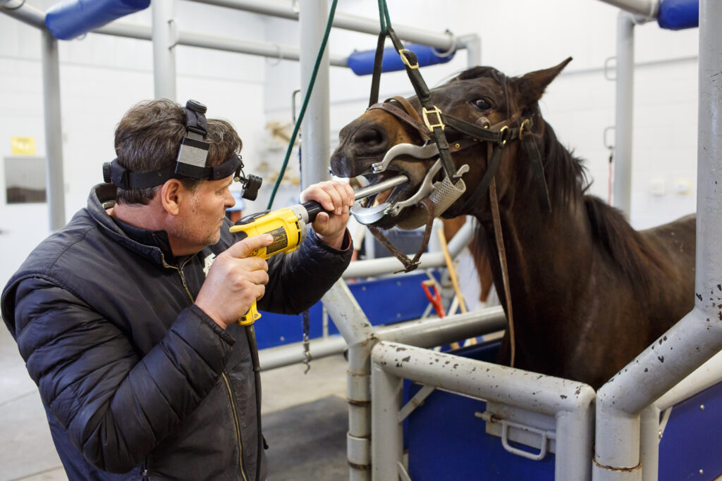 Mid-career equine practitioner floating teeth. 