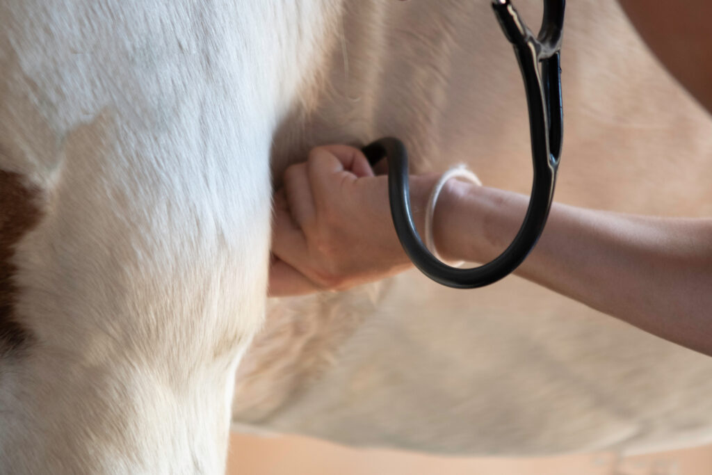 Horse cardiac exam, horse cardiology