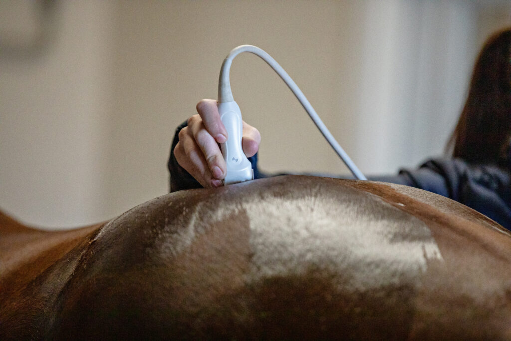 Ultrasound, a piece of veterinary equipment