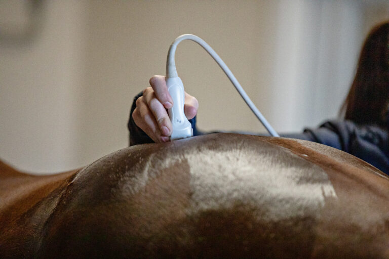 Equine Ultrasound Exam