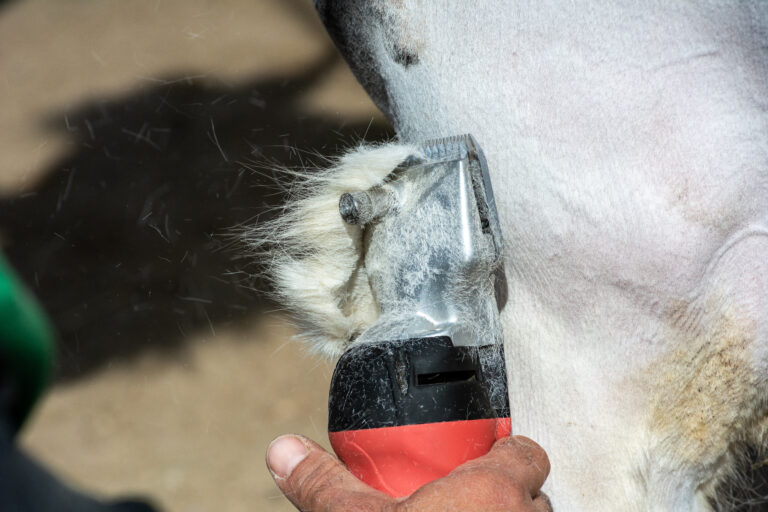 Man shearing a white horse with a professional clipper