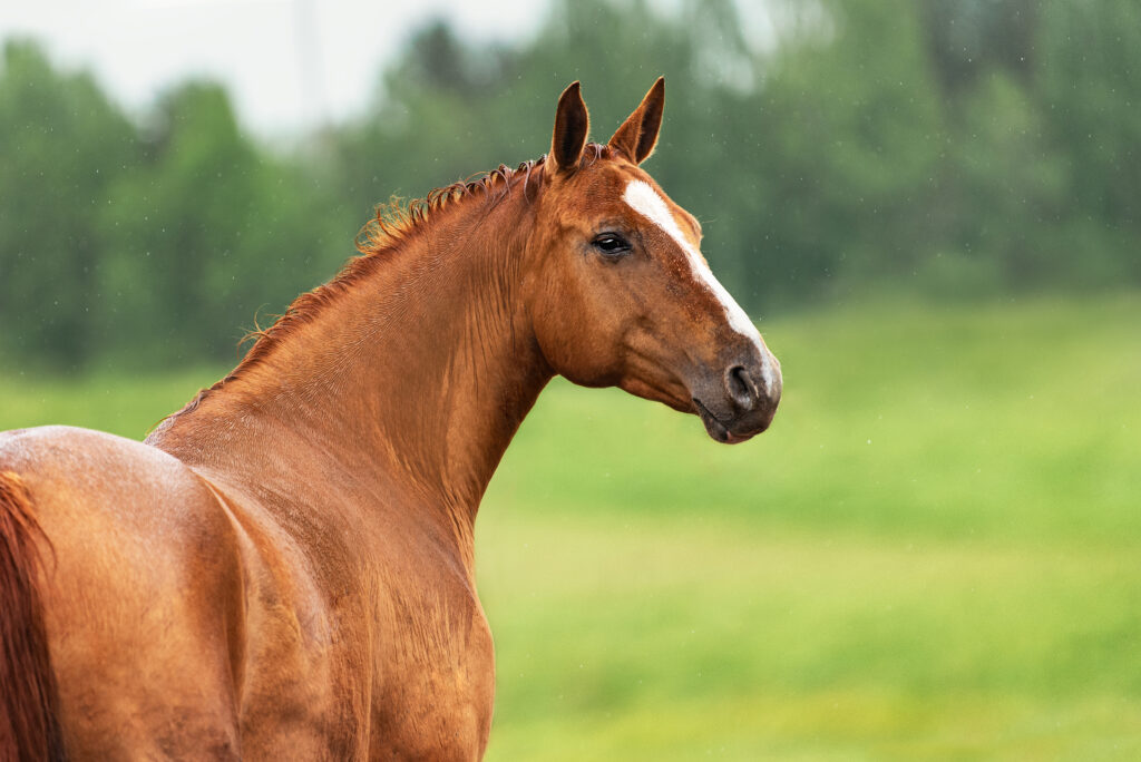 Horse neck, representing caudal cervical pathology, C7-T1 pathology