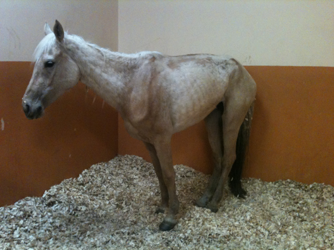 equine grass sickness non-survivor