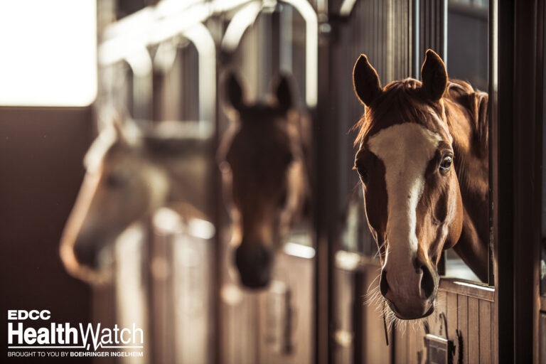 Happy Horses in Modern Stable