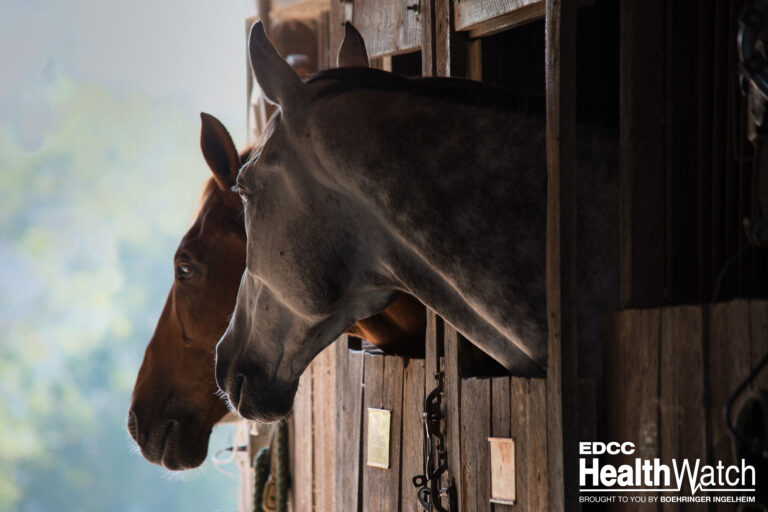 Horse Stable