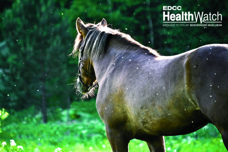 Horse on meadow