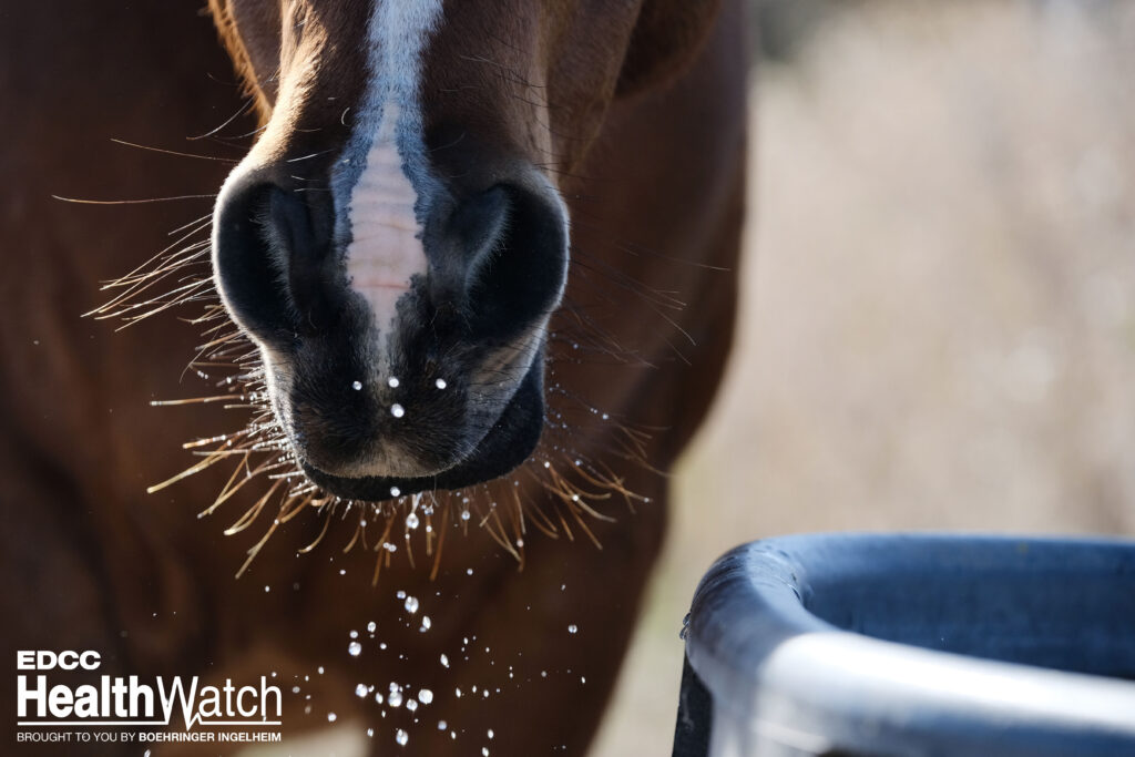 A Quarter Horse gelding in Holmes County, Florida, recently tested positive for strangles and is under quarantine.