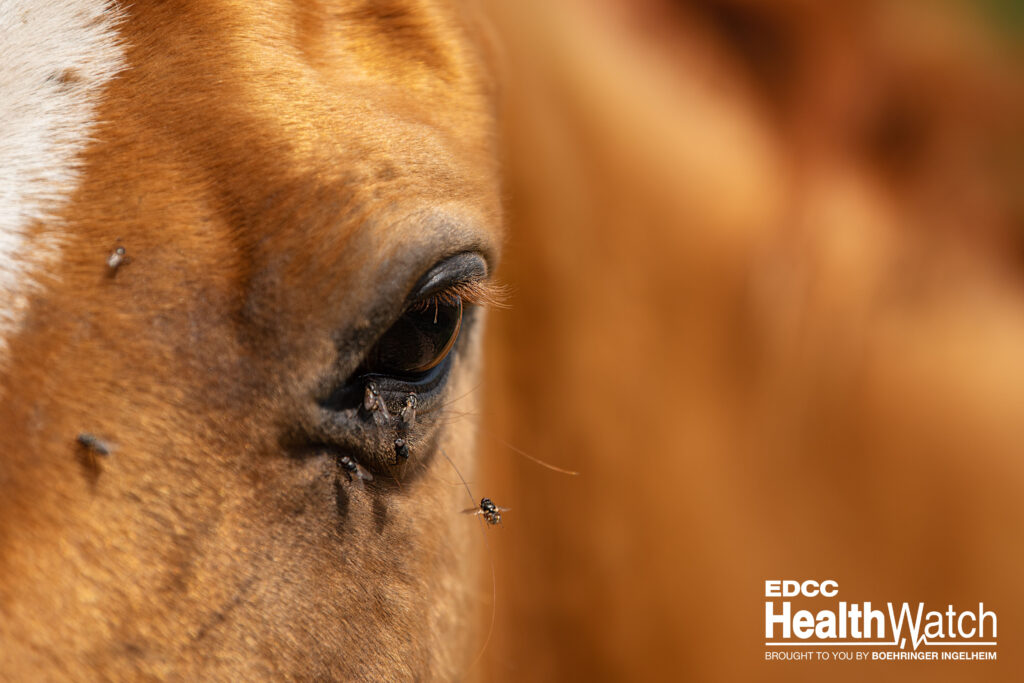 An unvaccinated horse in Suwannee County, Florida, recently tested positive for EEE and was euthanized.