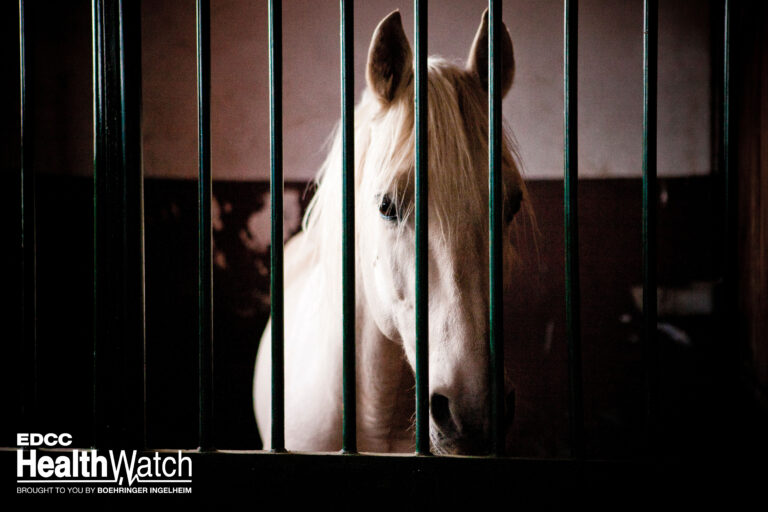 horse in stable