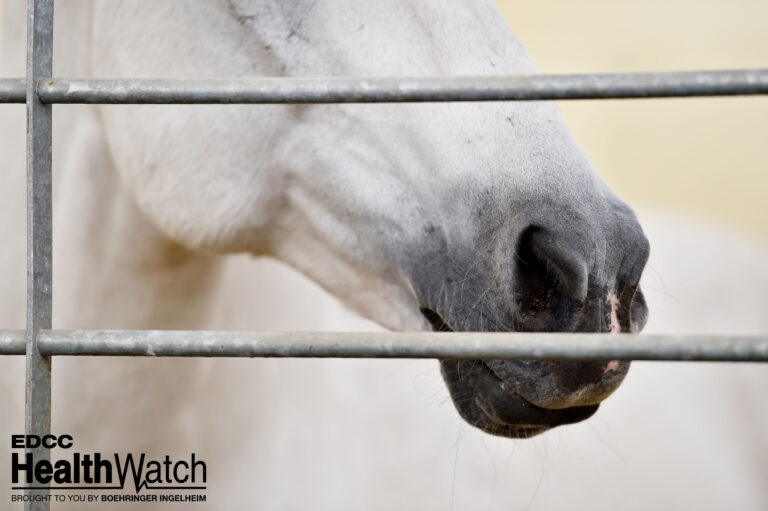 White horse nose detail