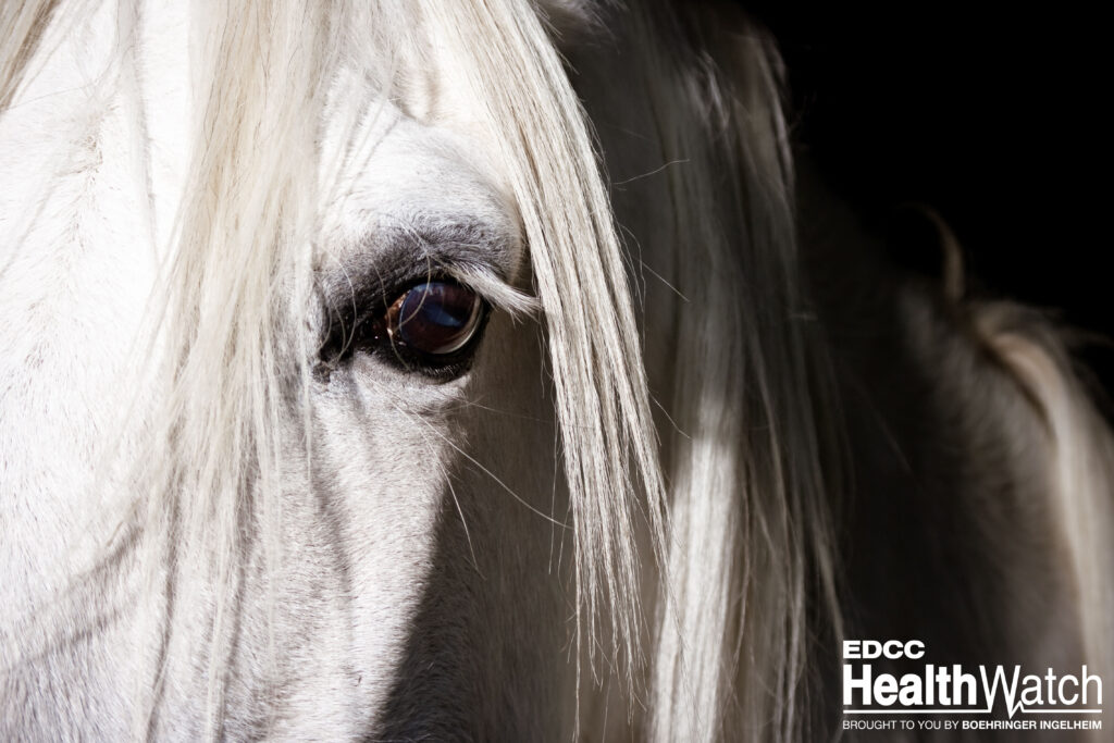 An unvaccinated mare in LaRue County, Kentucky, recently tested positive for WNV and was euthanized. 
