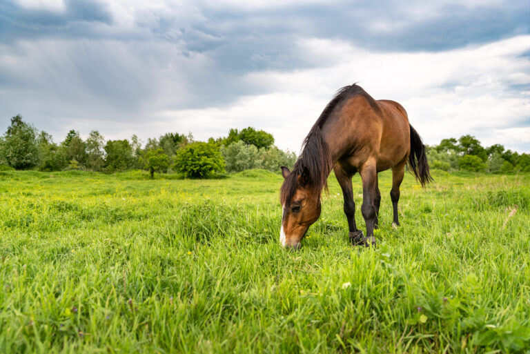 Brown horse grazing in a meadow, beautiful rural landscape with cloudy sky