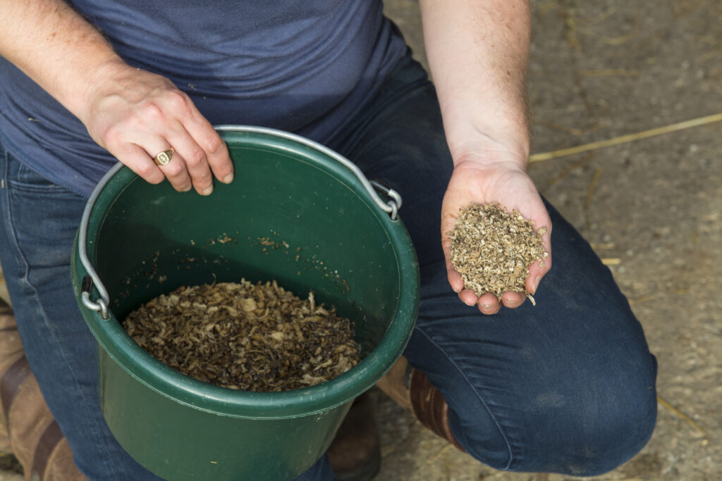 Beet pulp in a bucket