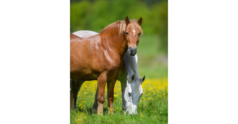 laminitis-hyperinsulinemia