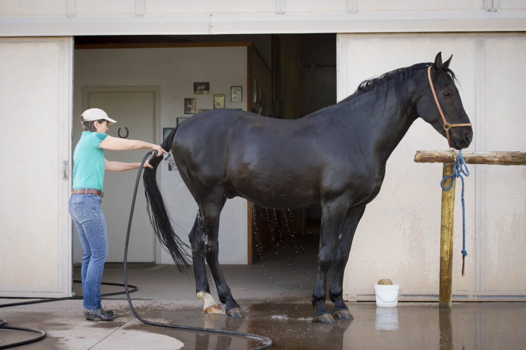 horse with free fecal water syndrome has his tail washed. 