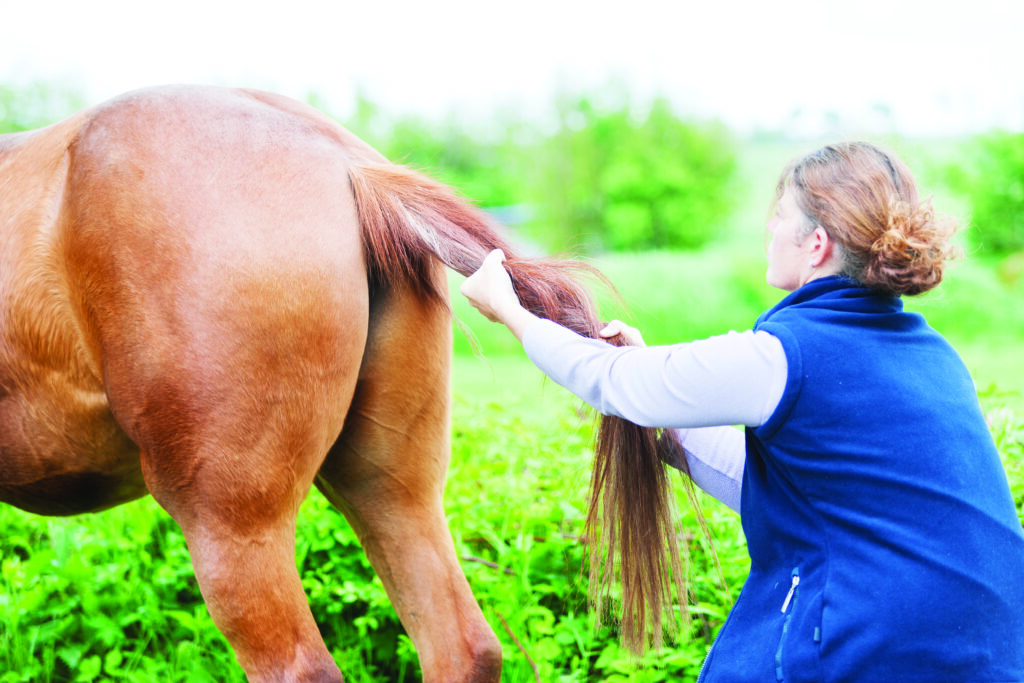 Veterinarian performing tail pull on a horse to improve its core fitness