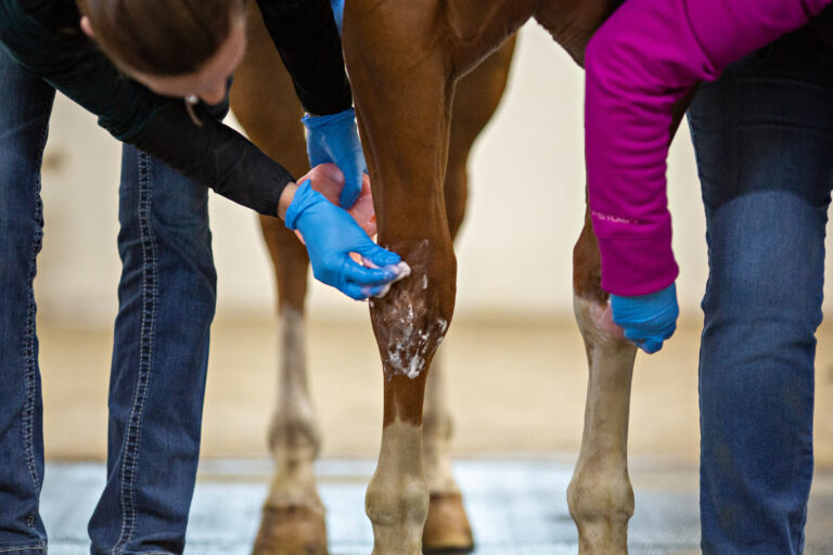 Prep Site for Injection in Horse
