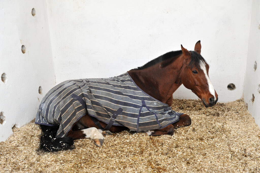 Sick horse might receive treatment with polymyxin B.