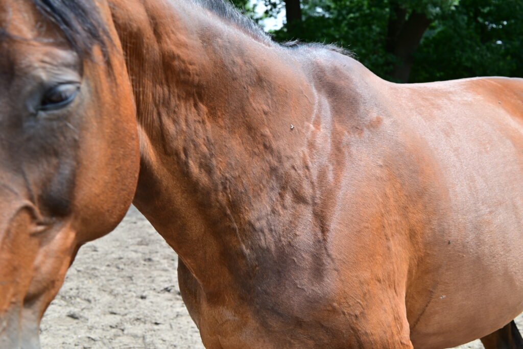Horse experiencing an inflammatory condition. 