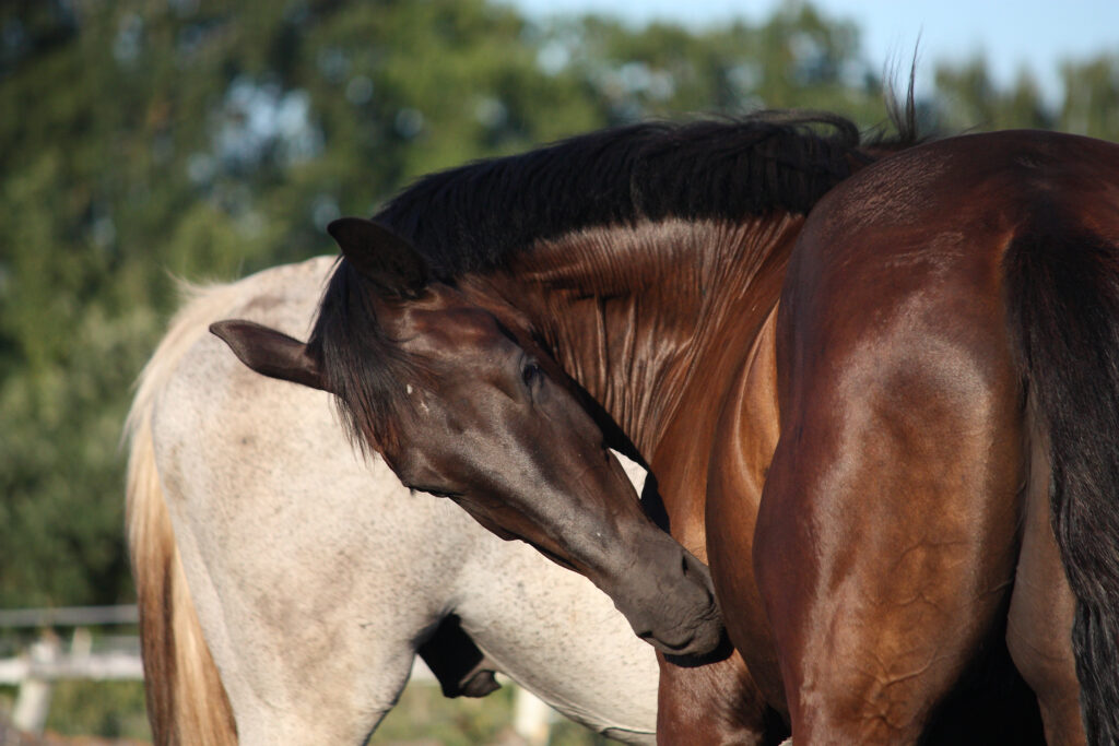 Horse affected by insect bite hypersensitivity (IBH) scratching itself.