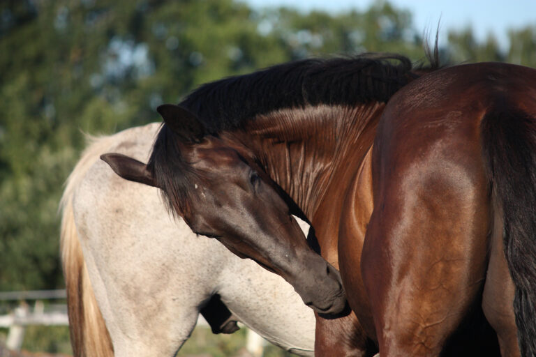 Horse scratching itself
