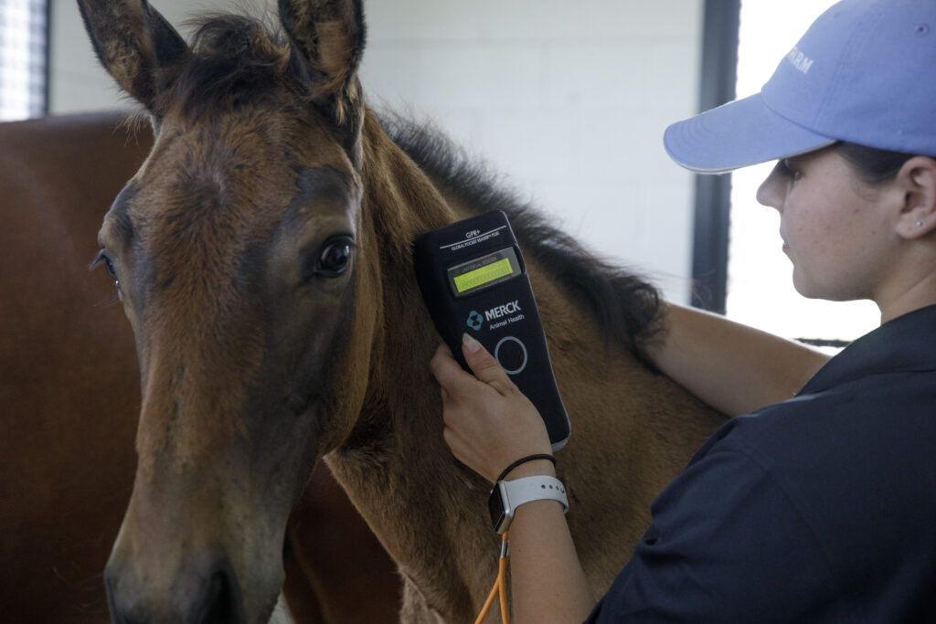 Merck Animal Health Global Pocket Reader Plus