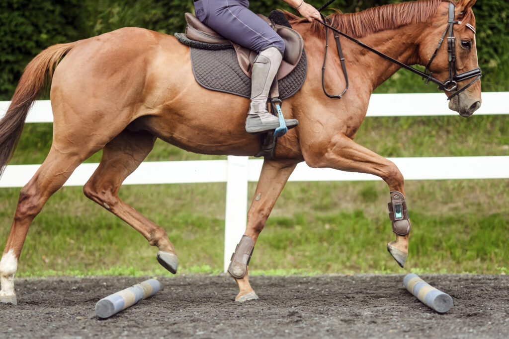 Horse working over ground poles to improve its core fitness