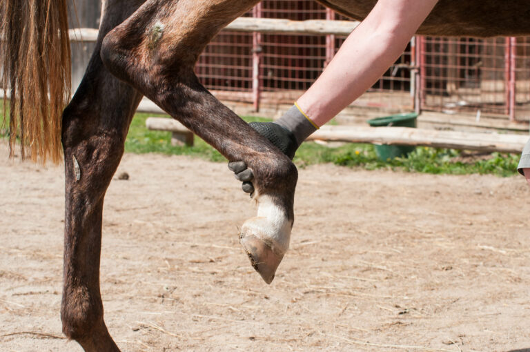Owner lifting up the horse leg, exersising , waiting the blacksmith to put horseshoes