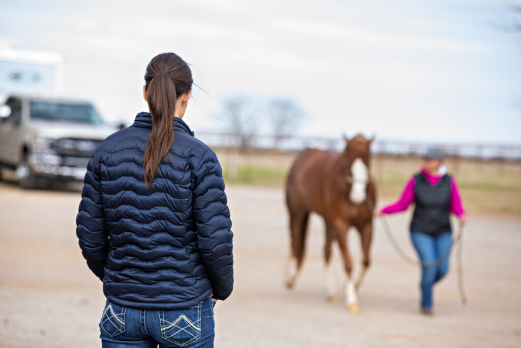 Equine veterinarian watching a horse move in hand during a prepurchase exam. 