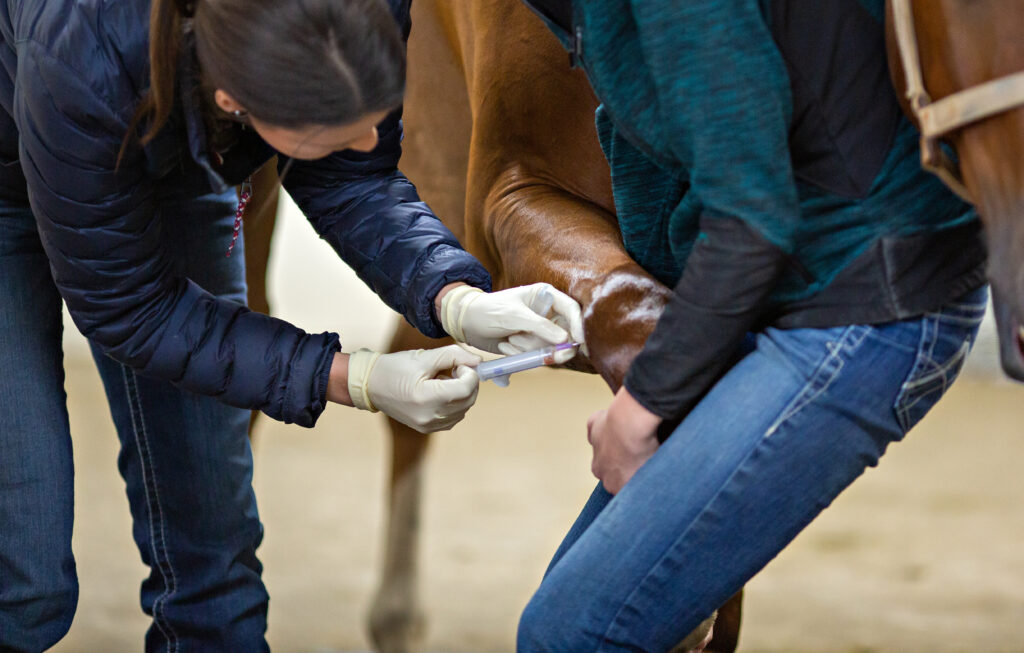 Horse carpal joint injection with 2.5% PAAG