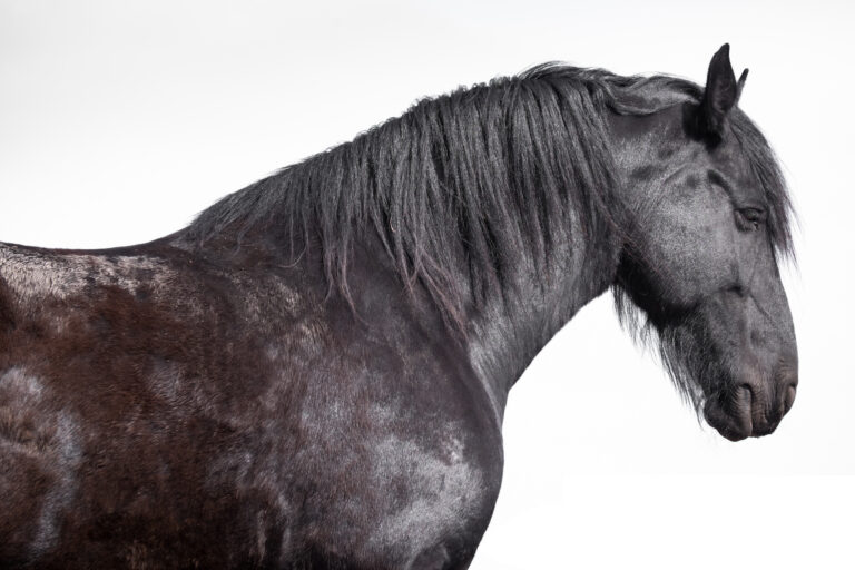 Side view of a standing Friesian horse with head, neck, mane, shoulder and chest