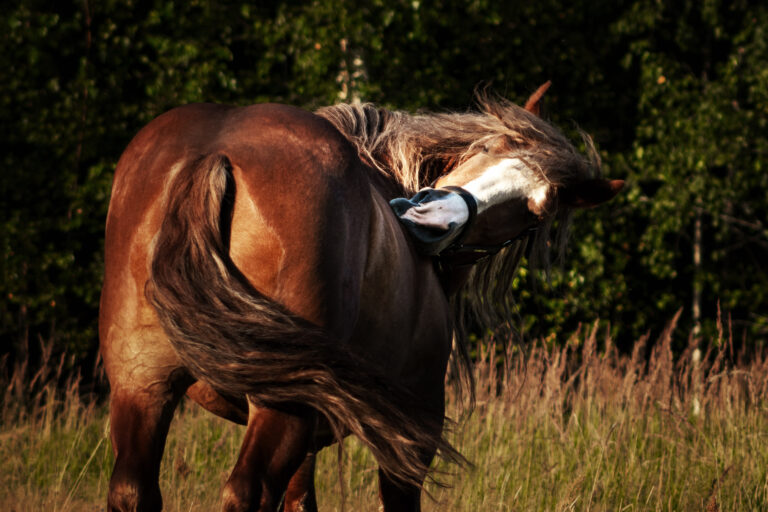 Polish chestnut cold blooded draft horse standing in the field near woods and scratching itself after flies bite. Animal portrait