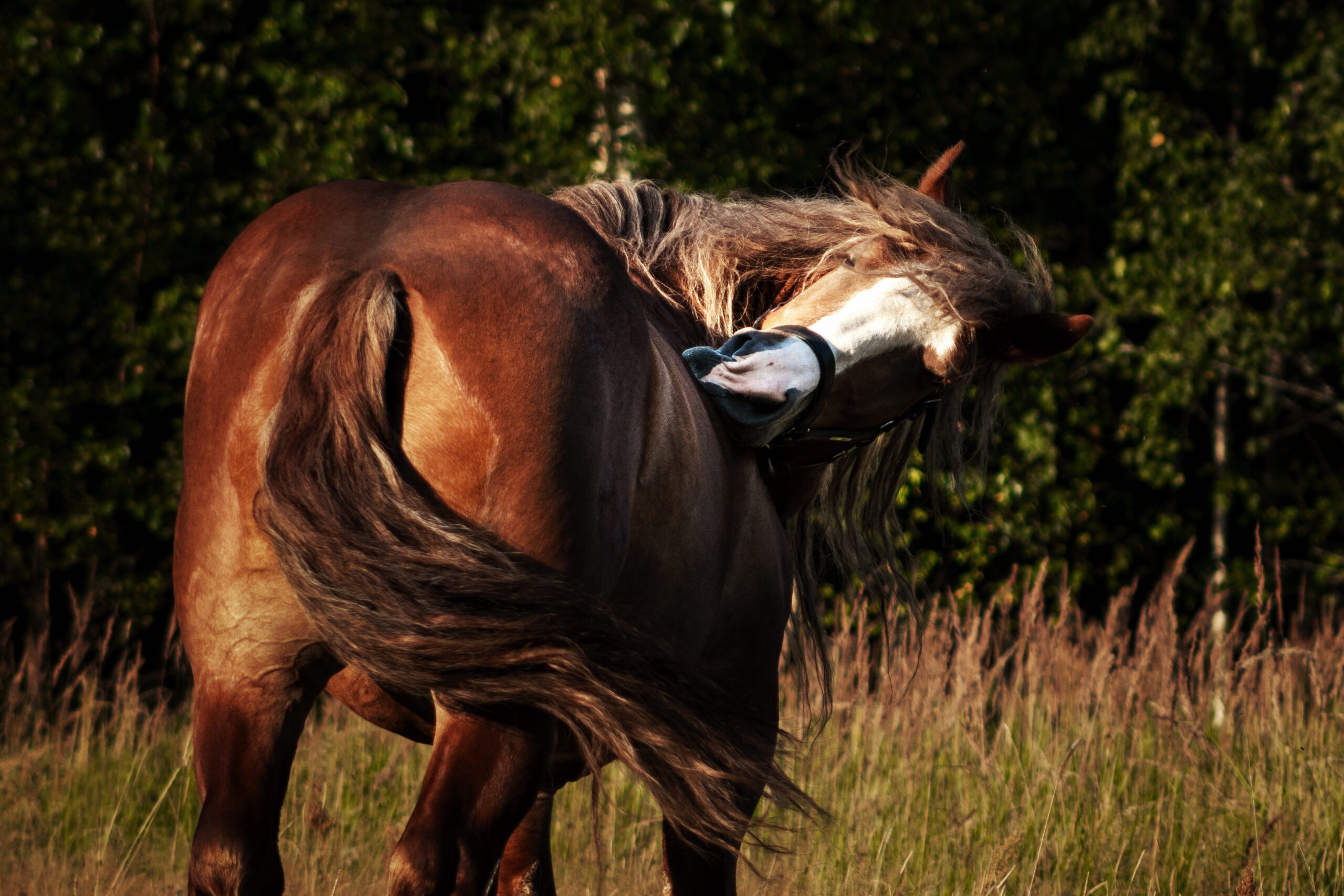 If an environmental allergy is suspected, equine allergy testing can be a helpful tool to identify the cause.