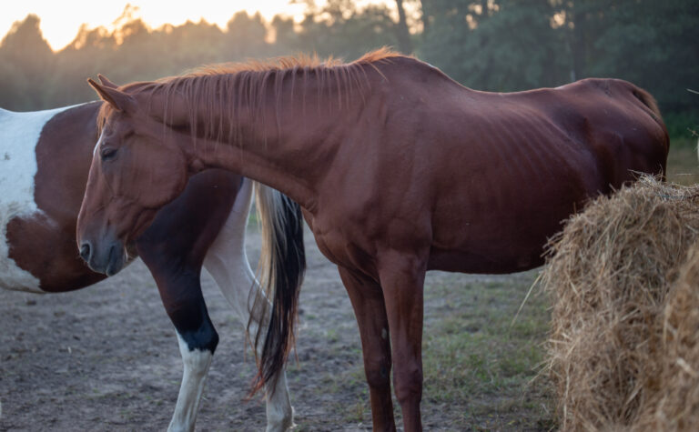 Skinny sick horse