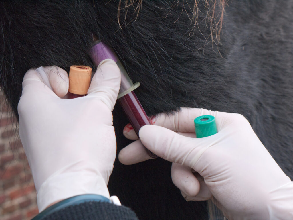 Veterinarian drawing horse's blood, testing for eNAD/EDM, a noninfectious neurologic disease in horses.