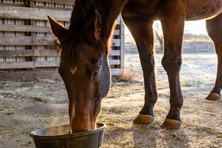 A brown horse with a large right knee eating out of a tub on the ground in a shed in the morning on a frosty day