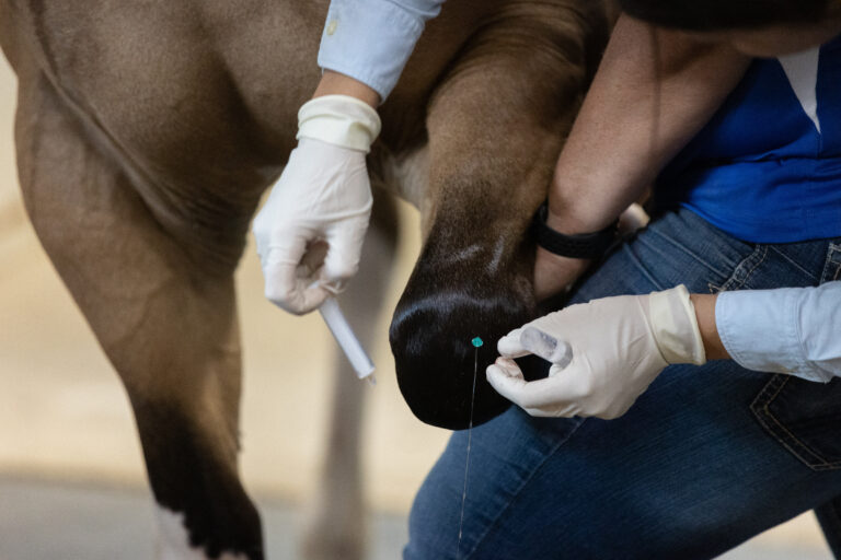 Horse Joint Injection